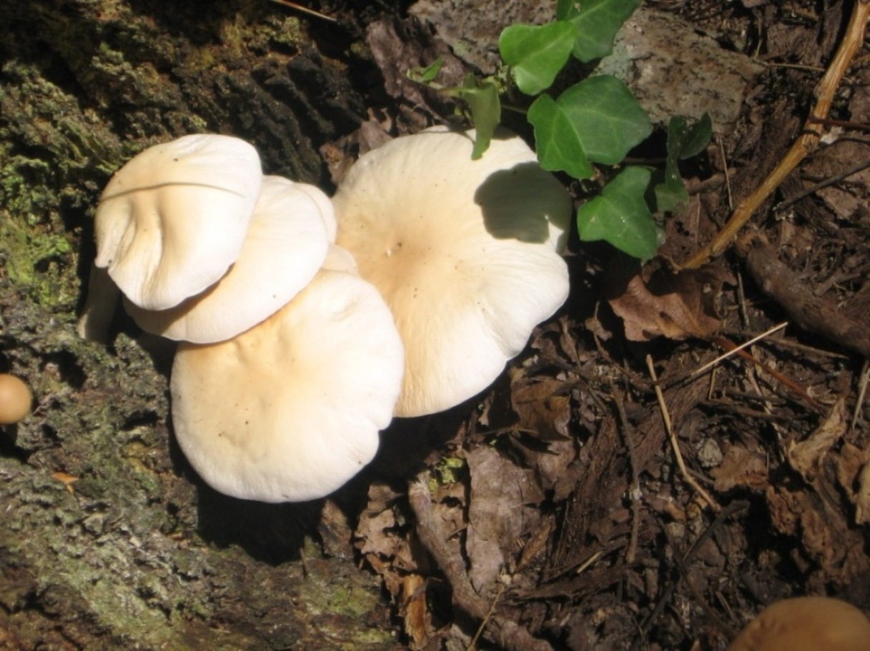 Fungo da determinare!!!